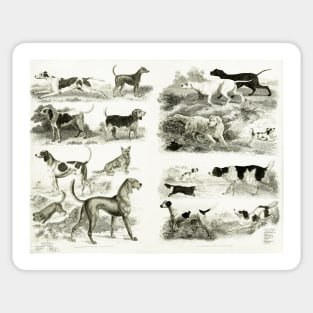 1830 Dog Breeds Sticker